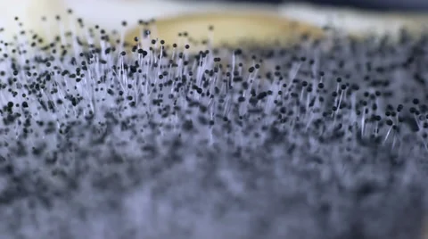 Fungi Vídeos de archivo 34992449