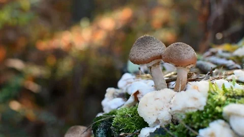 Fungi 스톡 동영상 118456841