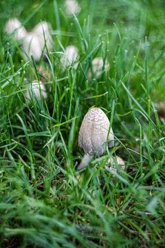 Fungi in the grass Stock Photos