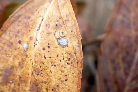 Fungi grow on a hydrangea leaf about to be wilted.  Stock Photos