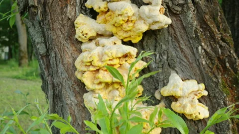 Fungi grow on a tree trunk, bright yellow and white Stock-Footage 335834574