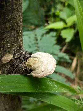 Fungi Grow On Tree Trunks Stock Photos