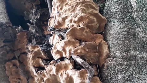Fungi that grow on trees Stock Footage 285911828