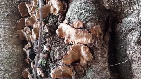 Fungi that grow on trees Stock Footage 285911830