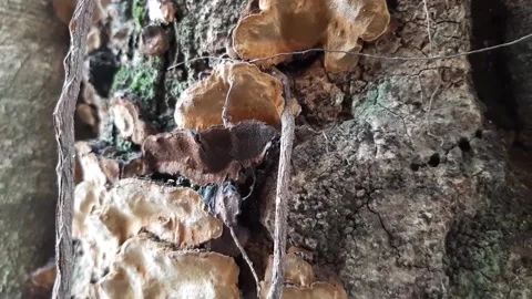 Fungi that grow on trees Stock Footage 285911850