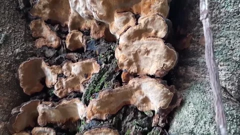 Fungi that grow on trees Stock Footage 285911860