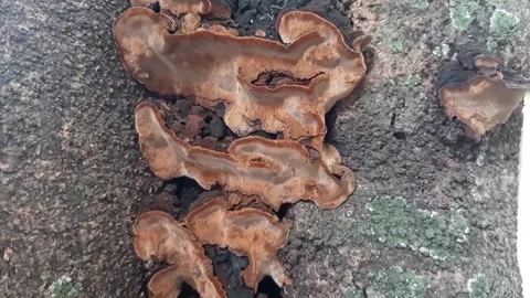 Fungi that grow on trees Stock Footage 285911871