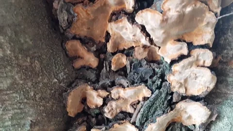 Fungi that grow on trees Stock Footage 285913765