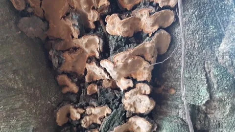 Fungi that grow on trees Stock Footage 285914395