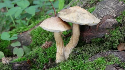 Fungi growing at the base of a tree. Autumn. Wales. UK Video stock 345678789