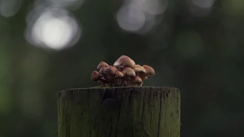 Fungi growing on gate post Stock Footage 248250129