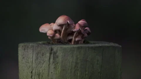 Fungi growing on gate post Stock Footage 248250130