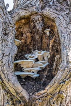 Fungi growing inside a tree Stock Photos