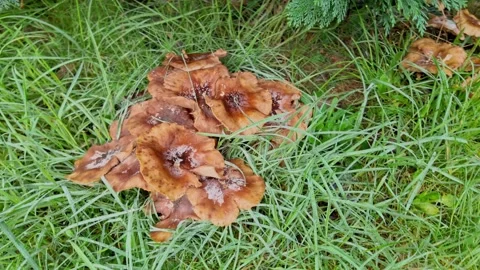 Fungi growing in the meadow Stock Footage 289401208