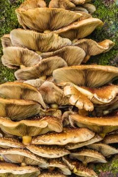 Fungi growing on tree bark Stock Photos