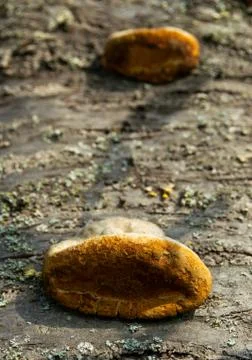 Fungi growing on a tree Stock Photos