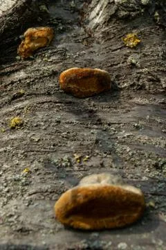 Fungi growing on a tree Stock Photos