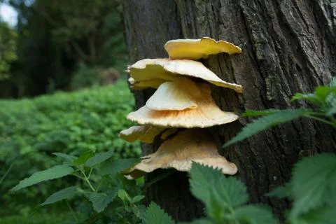 Fungi growing on tree Stock Photos