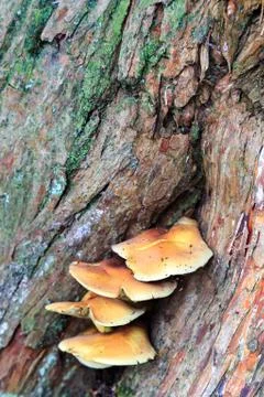 Fungi Growing on a Tree Stock Photos