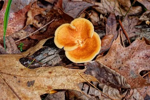 Fungi growing from a tree root Stock Photos