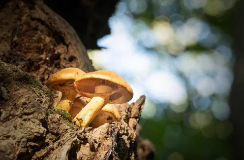 Fungi growing on the trees in the ancient Wytham woodland, Oxford Stock Photos