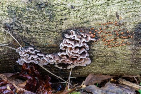 Fungi on a log Stock Photos