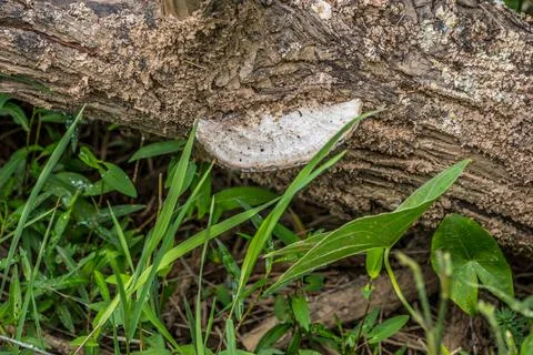 Fungi on a log Stock Photos