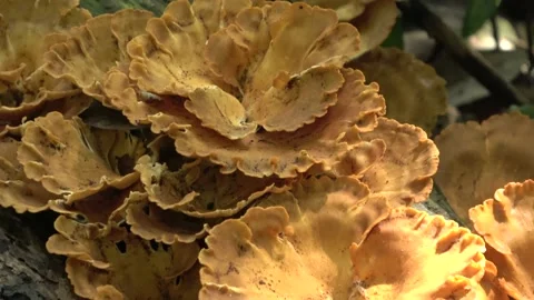 Fungi, Malaysia Stock Footage 145339025