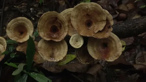 Fungi, Malaysia Video stock 224400450