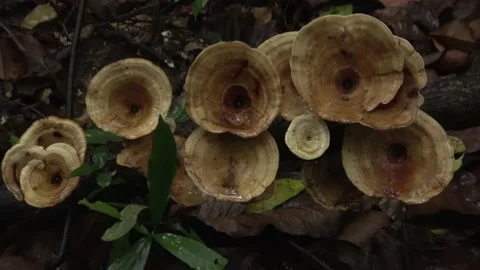 Fungi, Malaysia Stock Footage 224400503