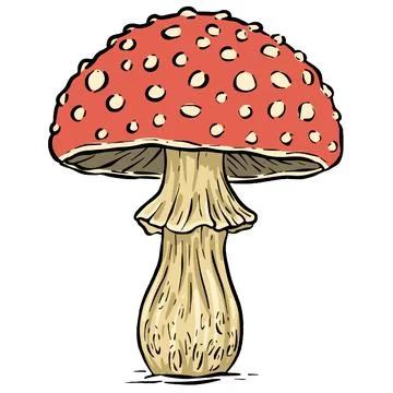 A Fungi Mushroom or Toadstool Vector Illustration Cartoon Wild 스톡 일러스트