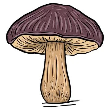A Fungi Mushroom or Toadstool Vector Illustration Cartoon Wild 스톡 일러스트