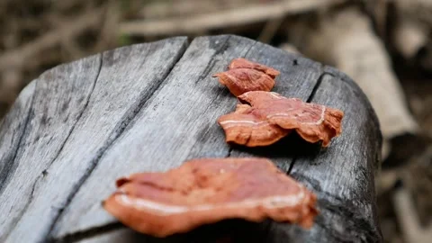 Fungi Orange Stock Footage 306519964