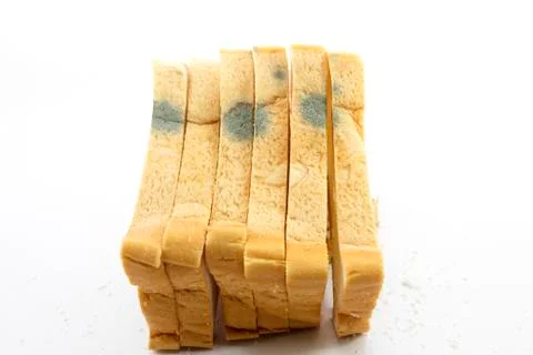 Fungi Stock Photos