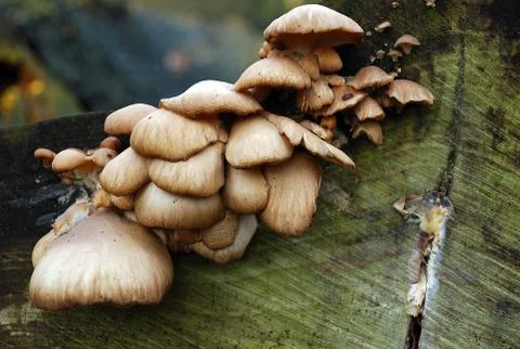 Fungi Stock Photos