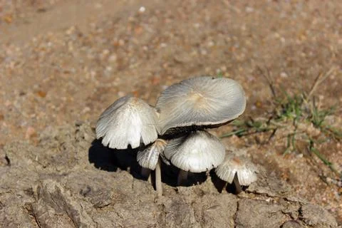 Fungi Stock Photos