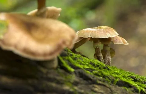Fungi Stock Photos