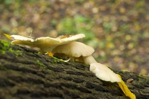 Fungi Stock Photos