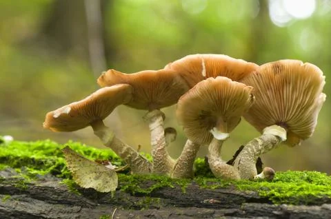 Fungi Stock Photos