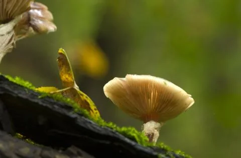 Fungi Foto stock