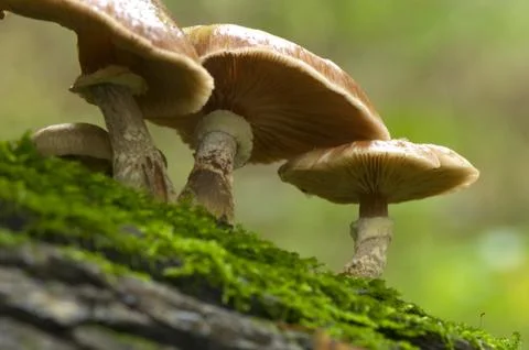 Fungi Stock Photos