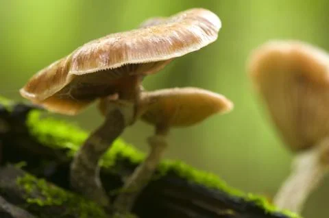 Fungi Stock Photos