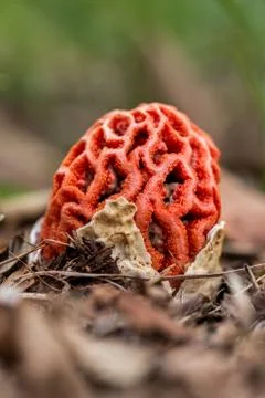 Fungi Stock-Fotos