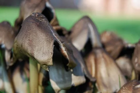 Fungi Stock-Fotos