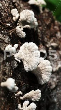 Fungi Stock Photos