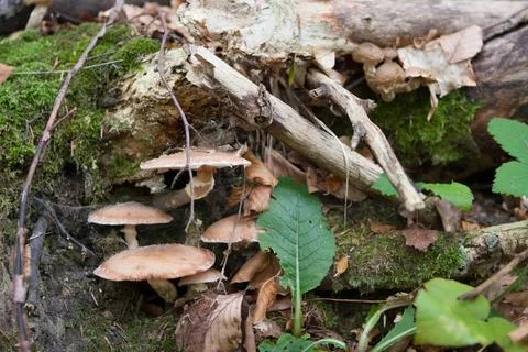 Fungi Stock Photos