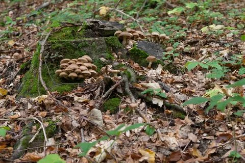 Fungi Stock Photos