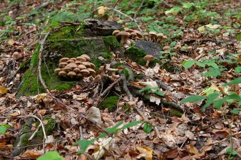 Fungi Stock Photos