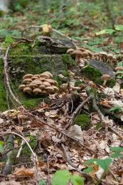 Fungi Stock Photos
