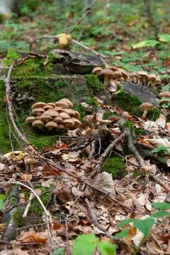 Fungi Stock Photos